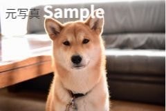 犬元写真
