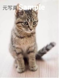 猫 元写真